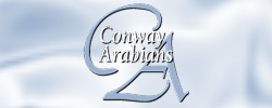 Conway11