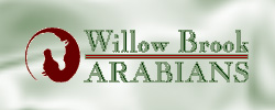 Willow Brook Arabians