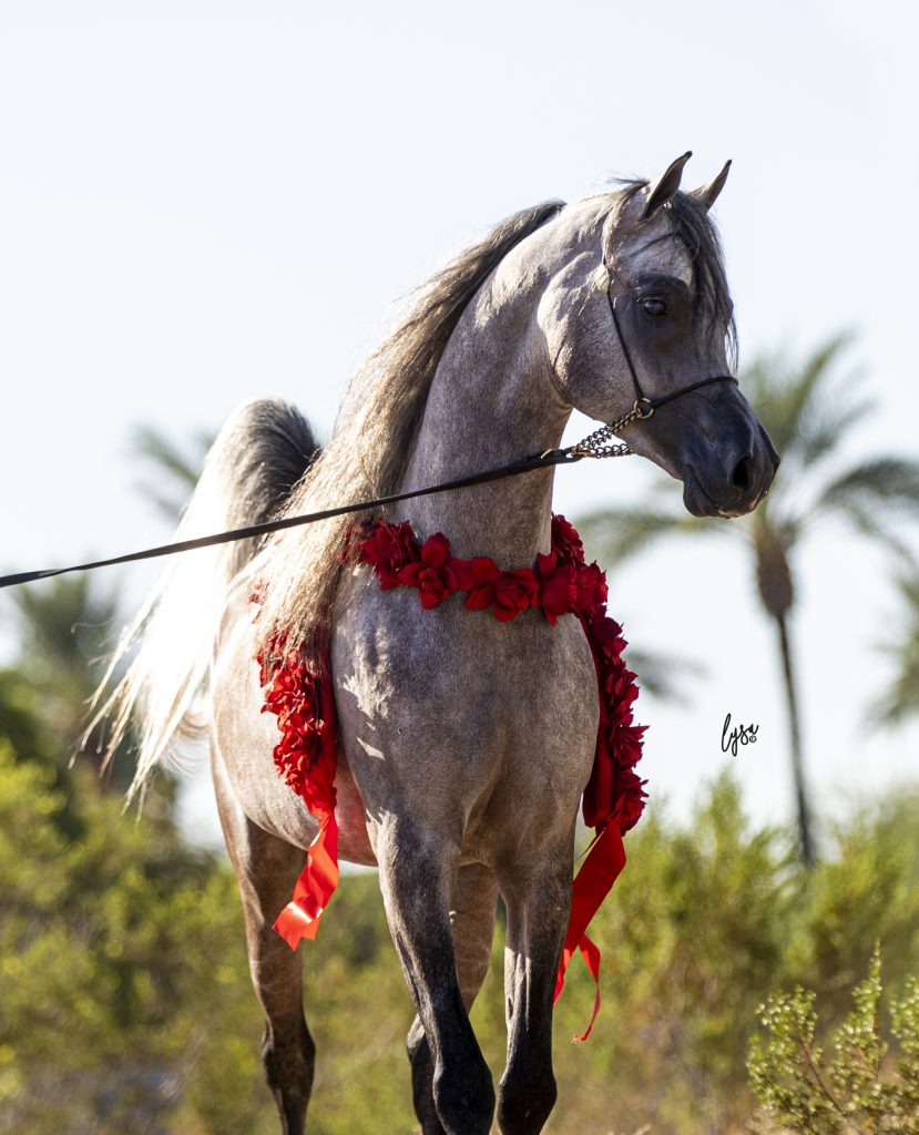 2023 Auction-2024 Breeding Year
